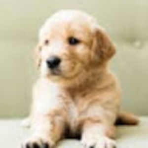 Meet your Posher, Will